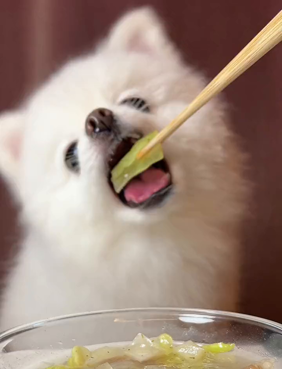 今儿个来碗卷心菜炖牛肉汤