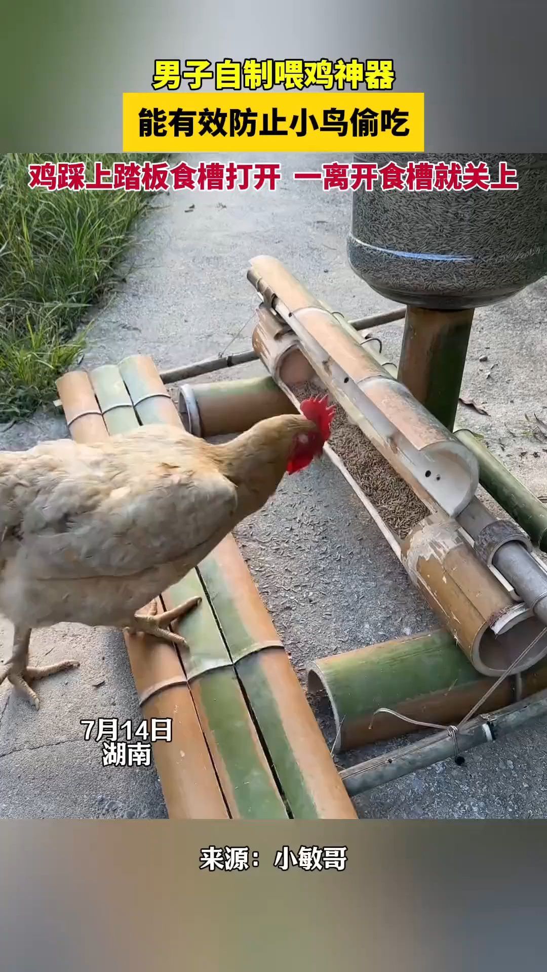 男子手工制作防鸟盗食的喂鸡神器