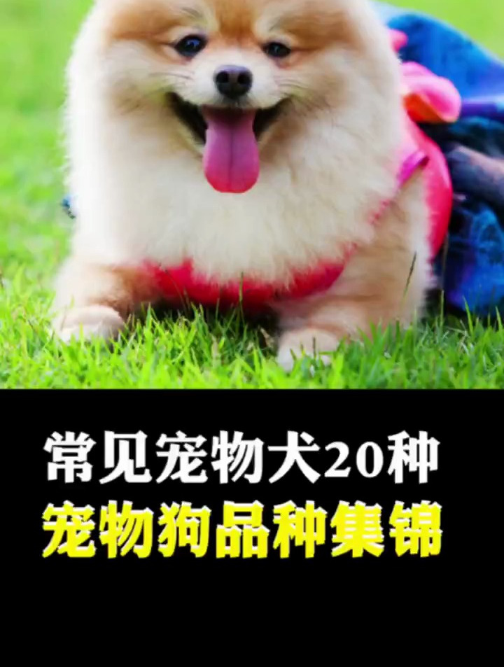 生活家常见宠物犬20中,宠物狗品种集锦