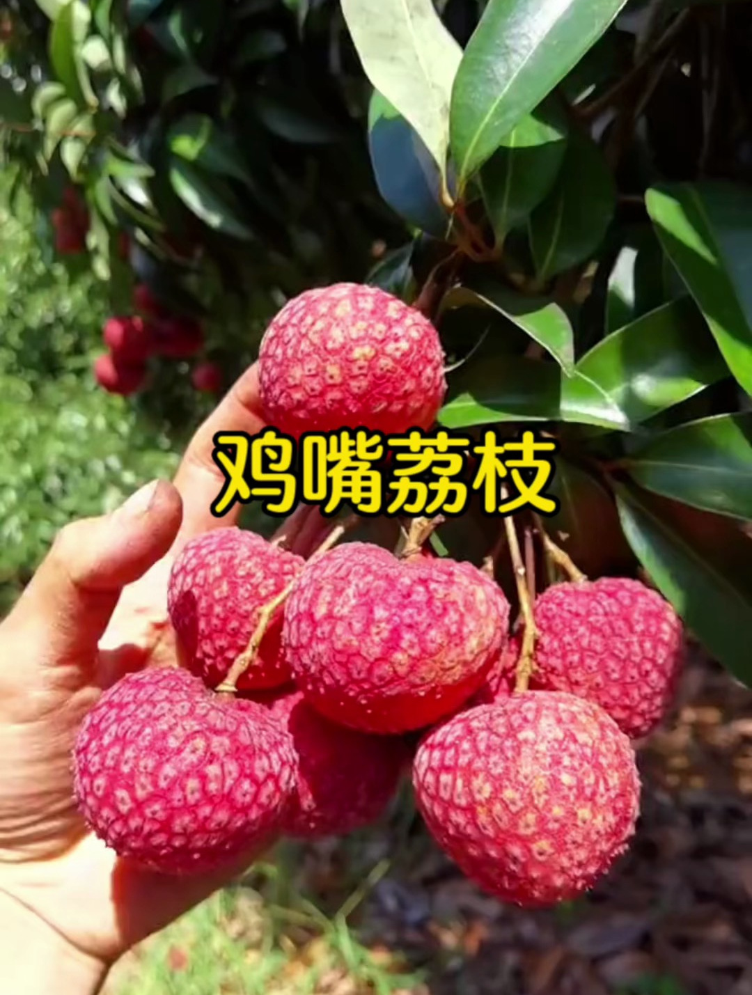 鸡嘴荔枝苗,核小如珠 剥皮后干爽 口感清甜可口