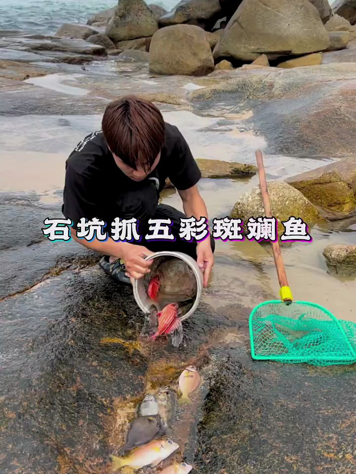 石坑里抓五彩斑斓的鱼,太漂亮了