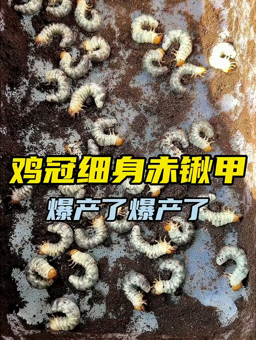 鸡冠细身赤锹甲爆产了,神奇甲虫来咯