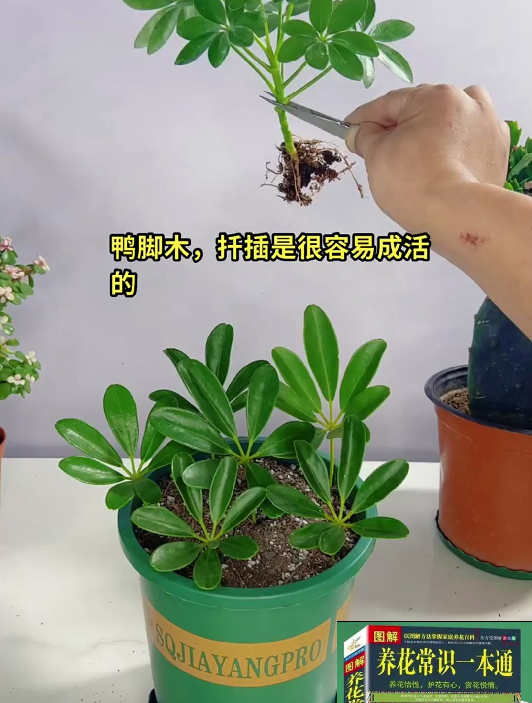鸭脚木扦插好是很容易成活的