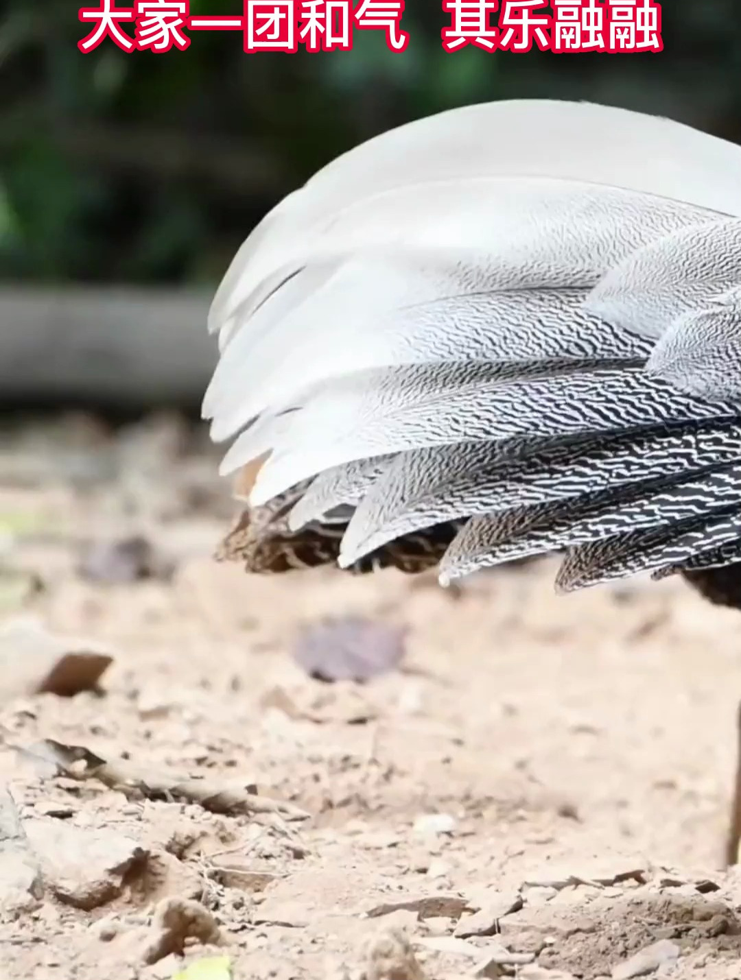 白鹇雉鸡和松鼠也可以做朋友,大家一团和气,其乐融融