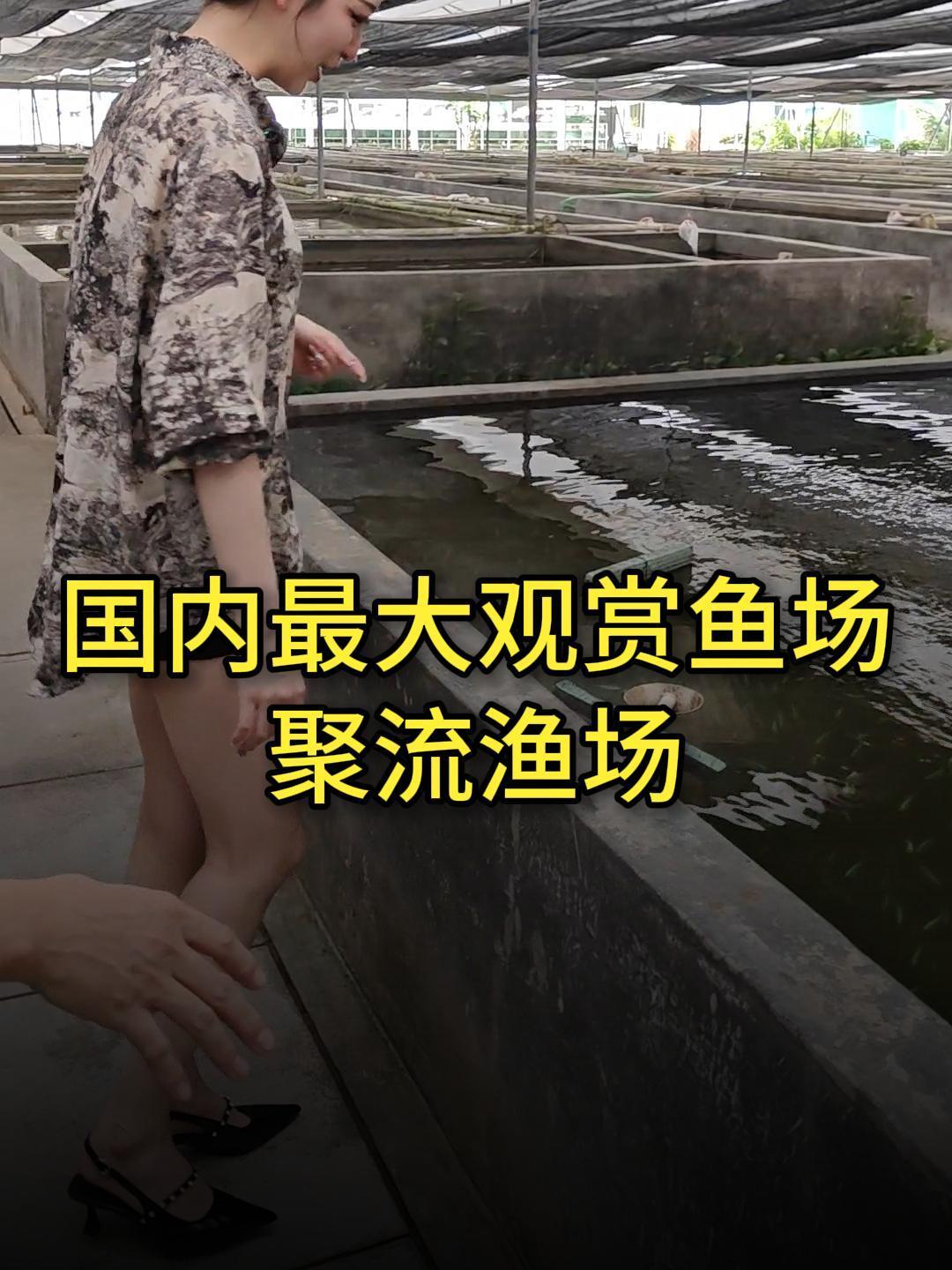 国内最大观赏鱼场,小姐姐带你逛完,养鱼佬必看~