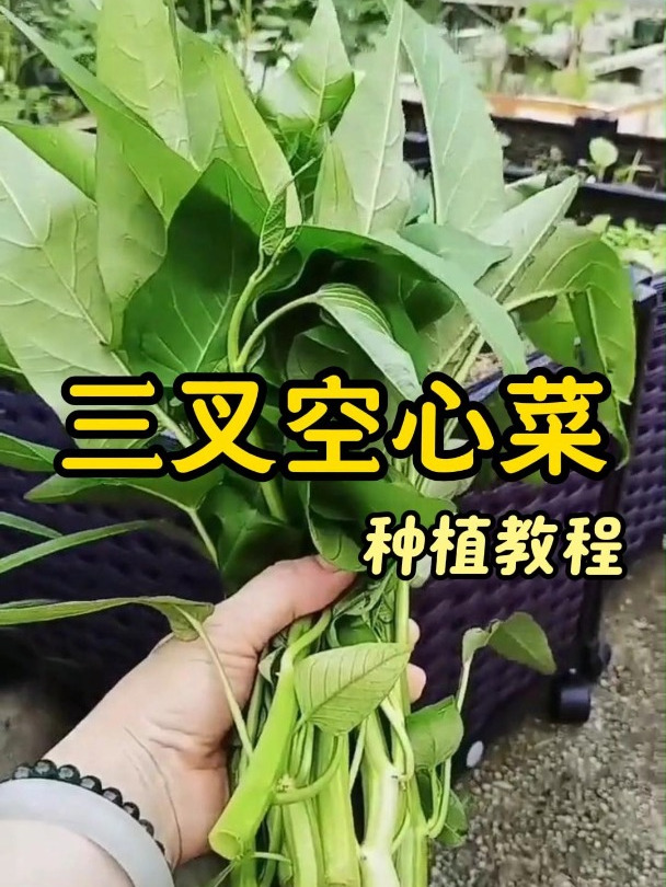 三叉空心菜种植教程来啦,好种好管理快来试试吧