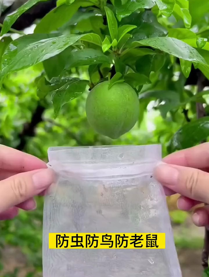 耐用尼龙材质的水果套袋,种水果必备!防虫防鸟真是太实用了
