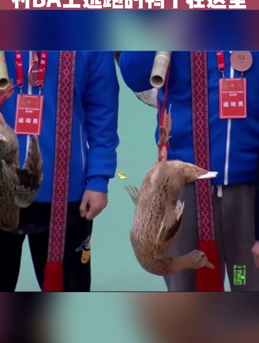 你知道吗~村BA上逃跑的鸭子可是中国地方四大名鸭之三穗麻鸭!堪称鸭中珍品