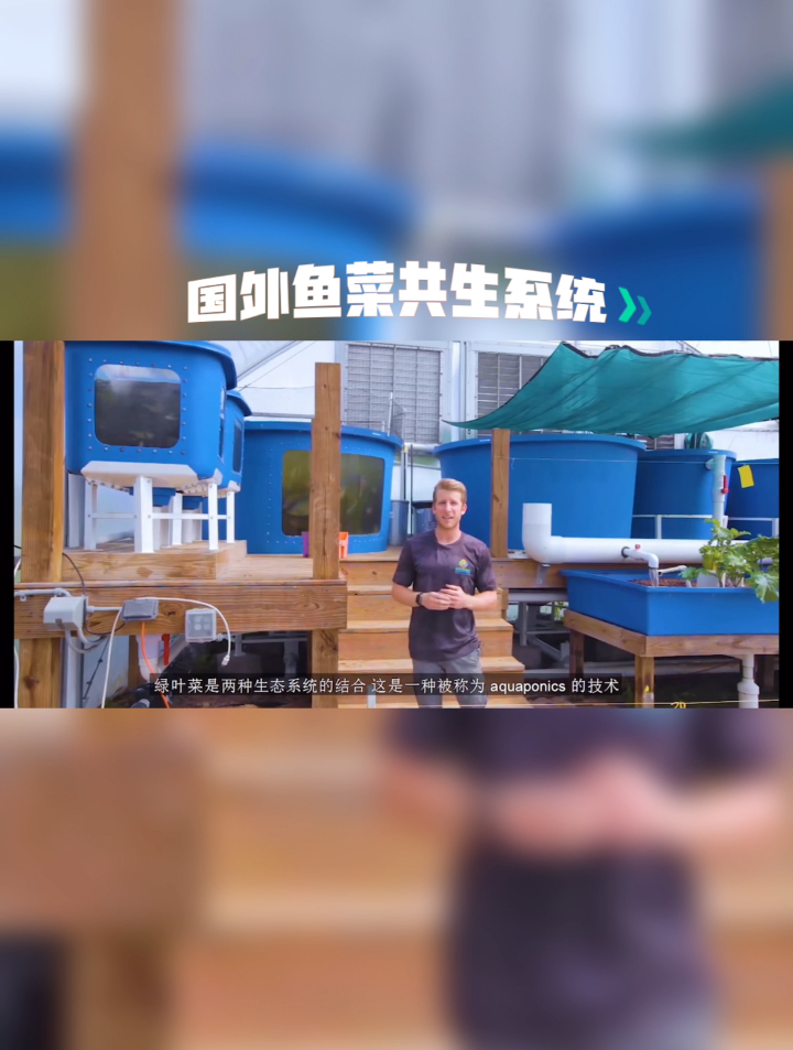 国外鱼菜共生系统,深水浮板种菜净化水质,高密度养鱼