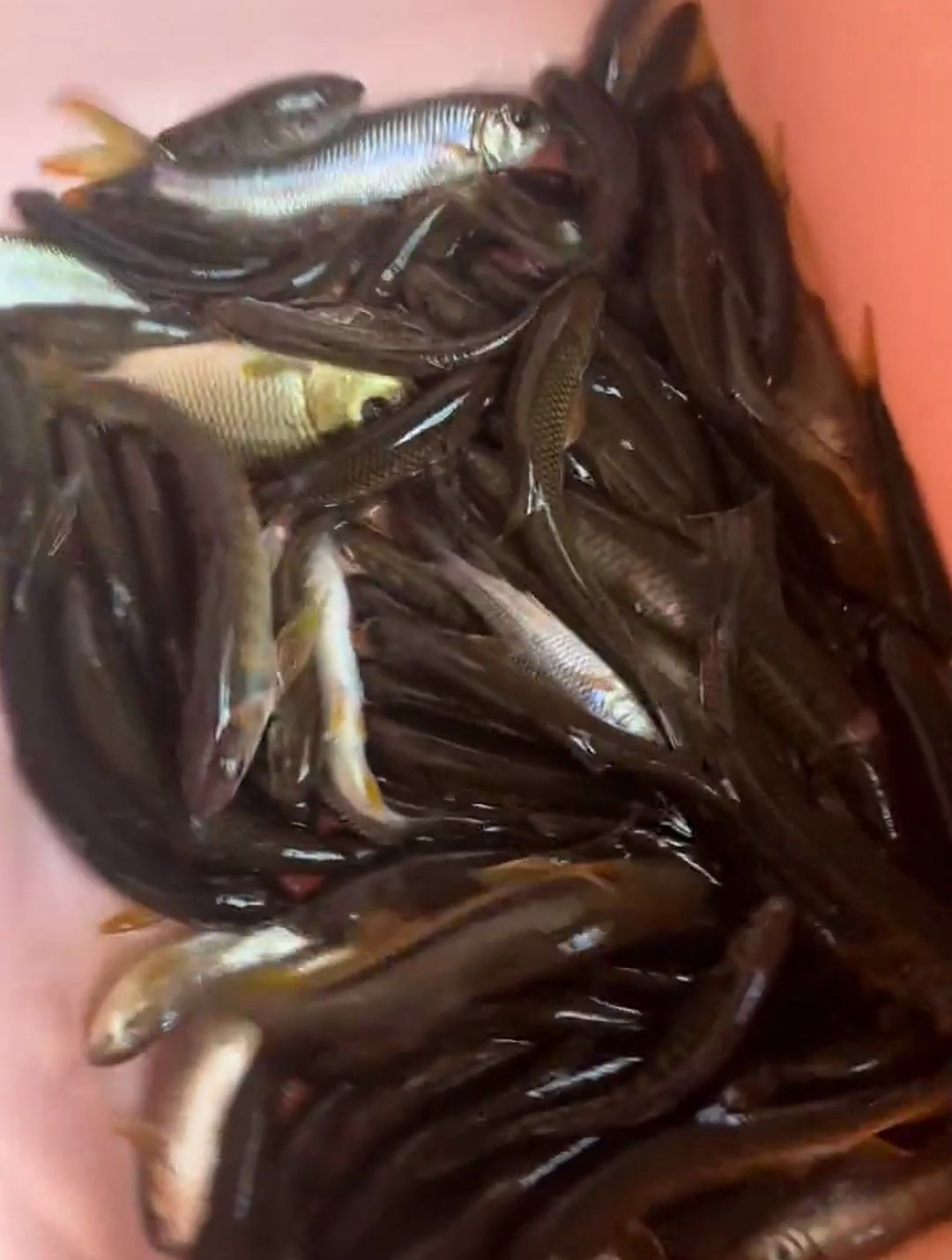 一群的溪石斑,太漂亮了!这鱼你们地方叫什么呢