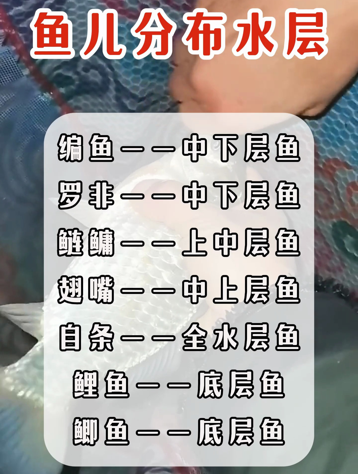 我天!钓了这么多年鱼,你不会还不知道鱼的活动水层吧?