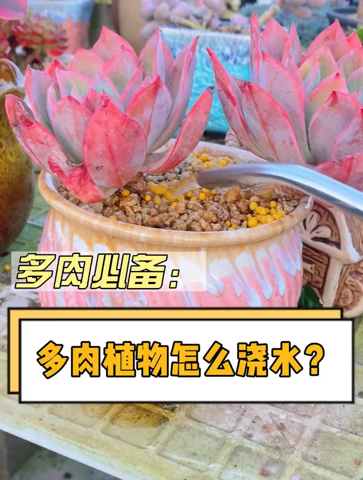 多肉植物要怎么浇水呢？这个视频告诉你，记得要加杀菌药哟 多肉