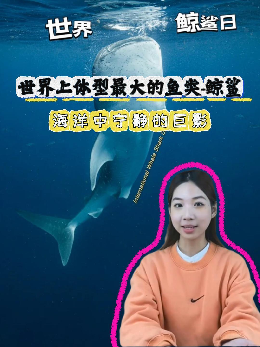 海洋中宁静的巨影,世界上体型最大的鱼类-鲸鲨