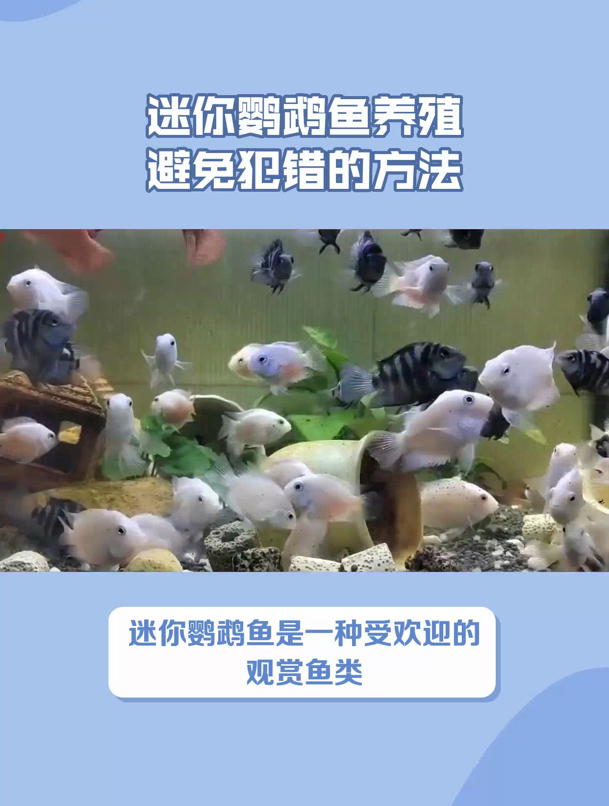 迷你鹦鹉鱼十大禁忌是什么