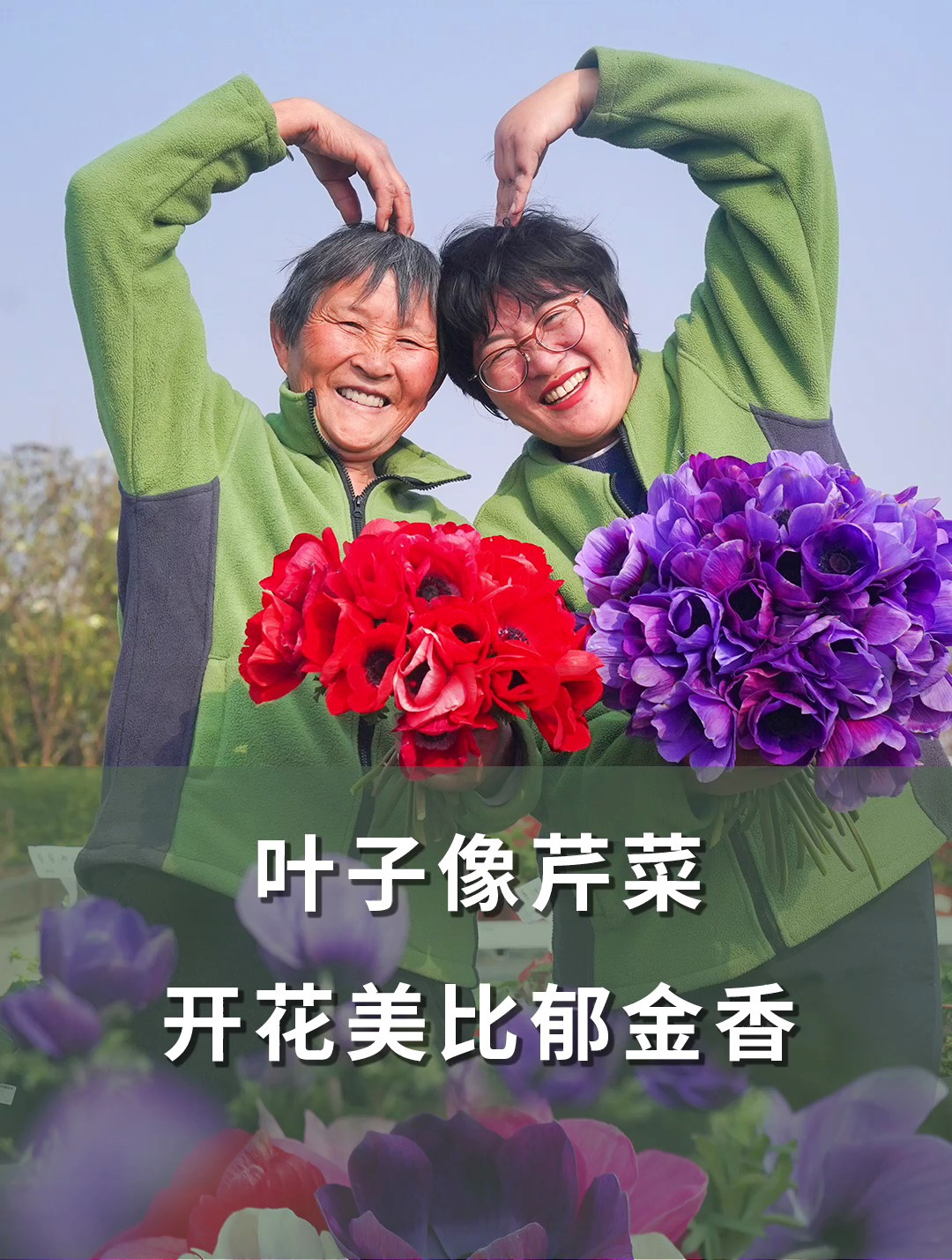 叶子像芹菜,开花美比郁金香「海妈植物推荐」