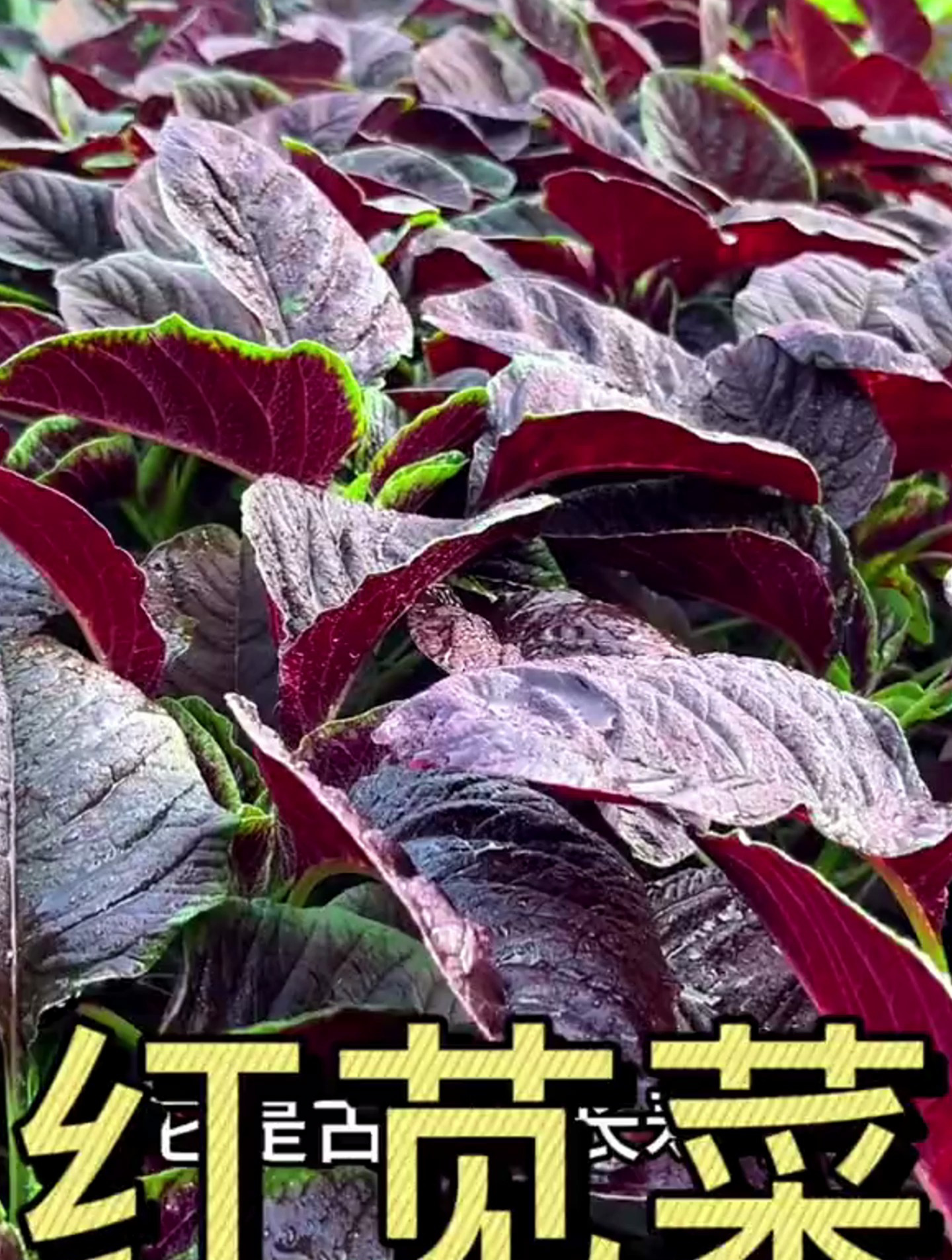 苋菜营养价值丰富,种植简单,营养丰富,吃完一茬又一茬