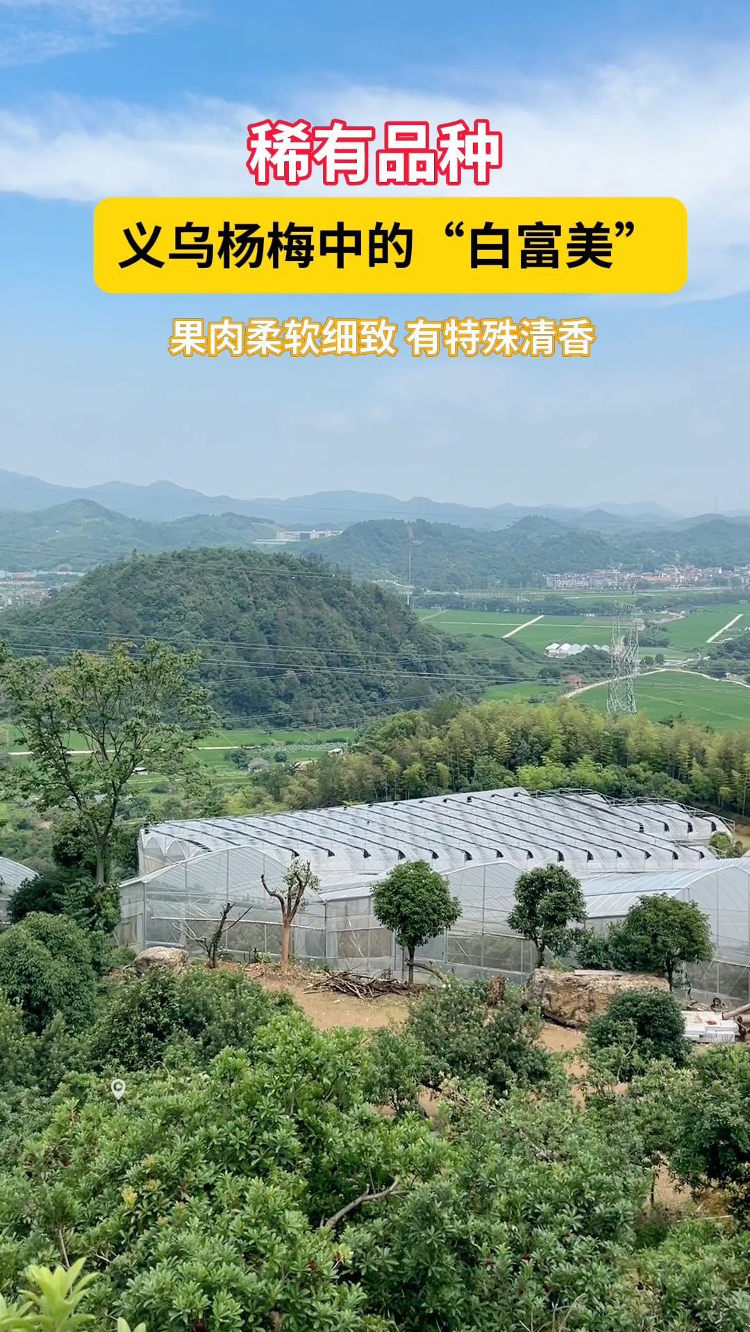 稀有品种!义乌杨梅中的“白富美”,有特殊清香