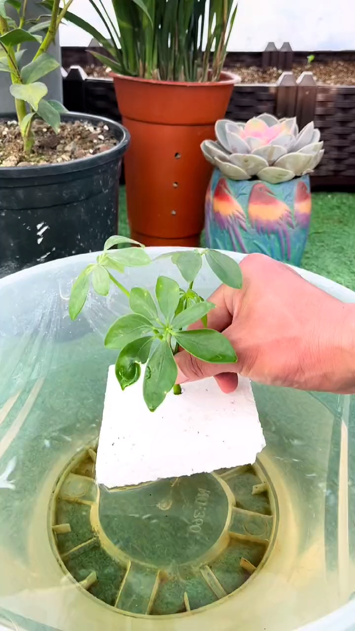 鸭脚木水培扦插法,方法简单,快速生根