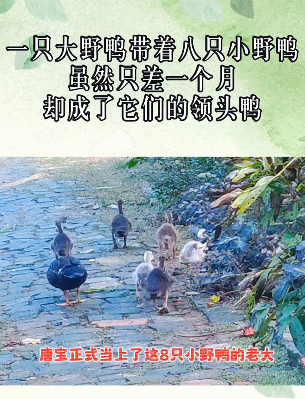 一只大野鸭带着八只小野鸭,虽然只差一个月,却成了它们的领头鸭