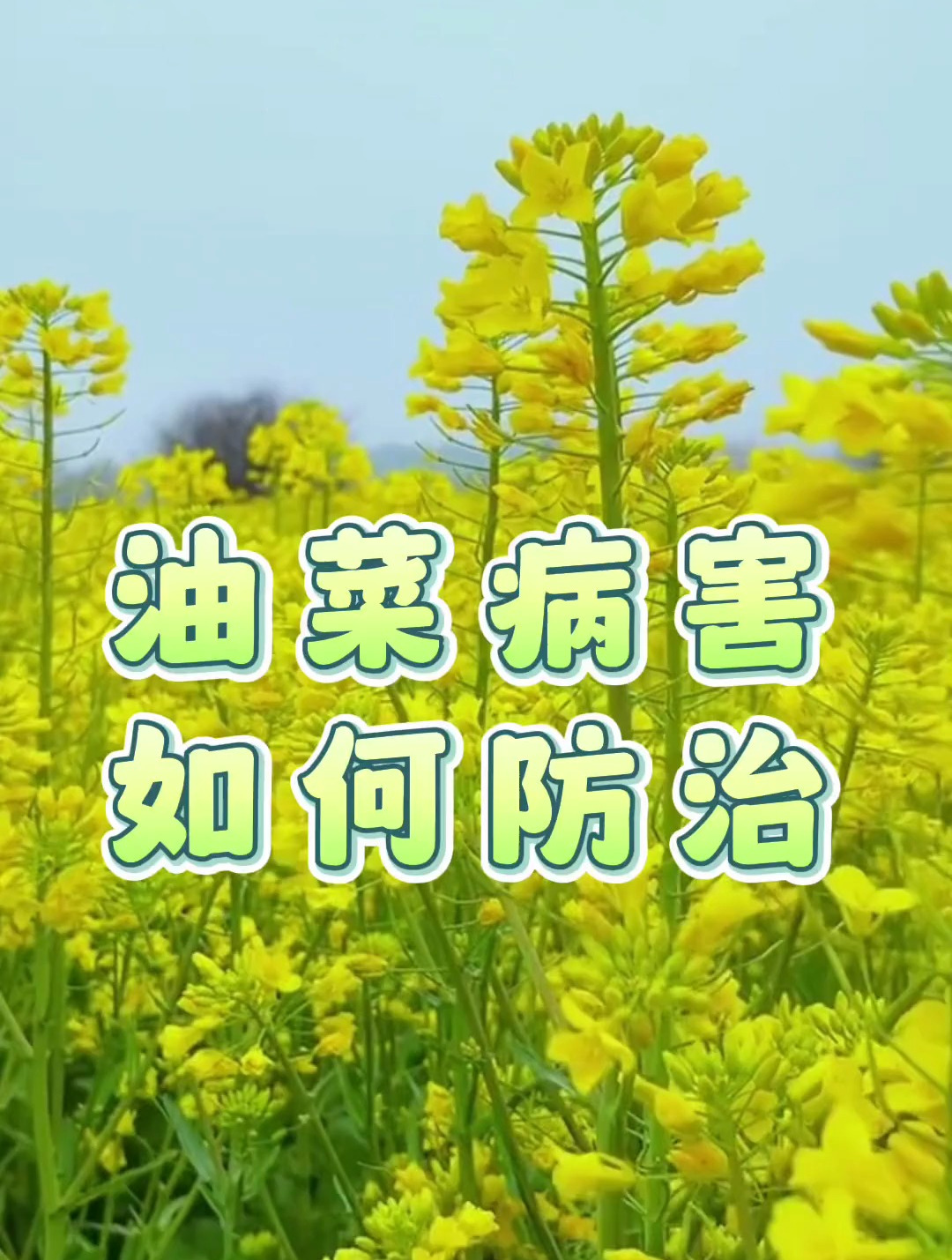 油菜病害如何防治