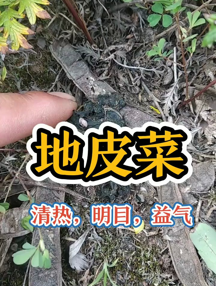 地皮菜学名 雷公菌。又名地木耳。具有清热,明目,益气的作用