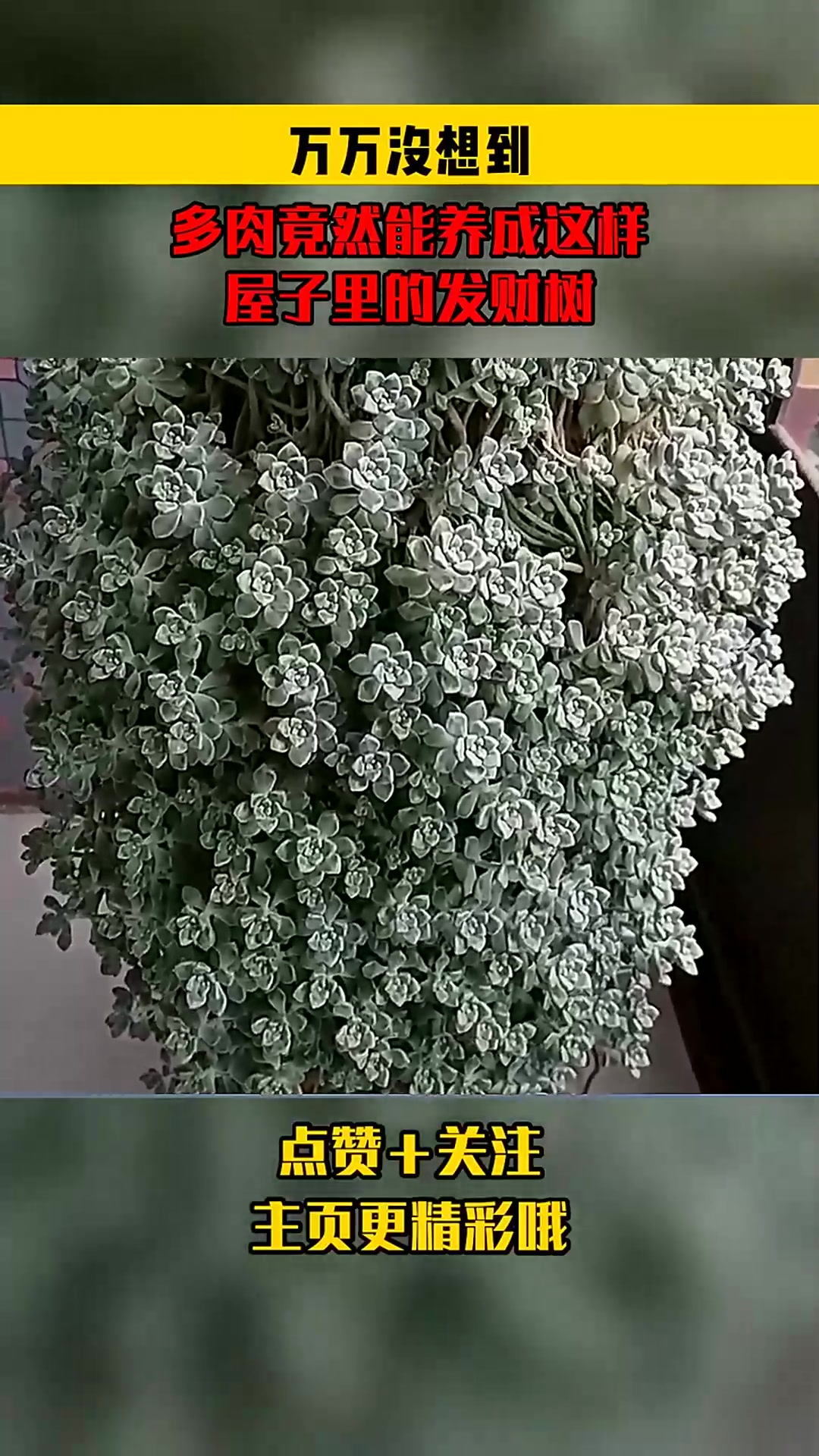 万万没想到,多肉竟然能养成这样,屋子里的发财树