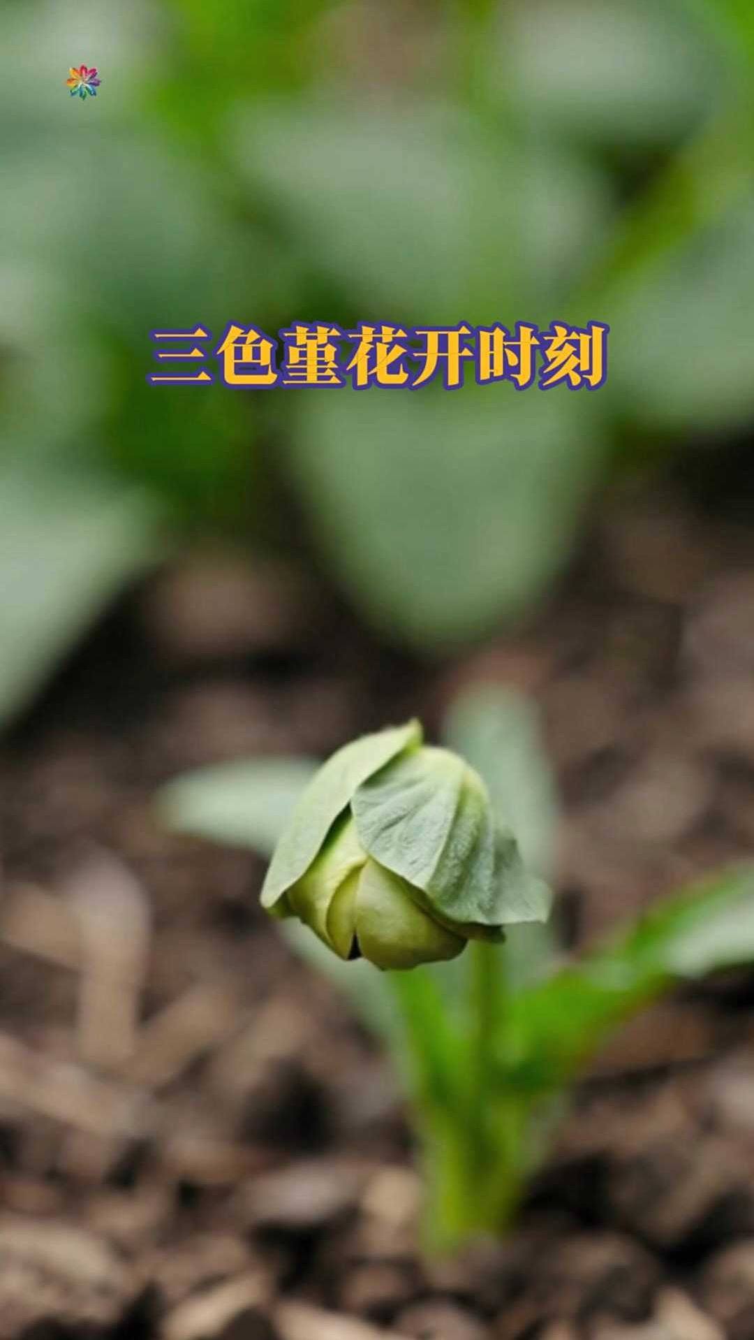 三色堇花开时刻