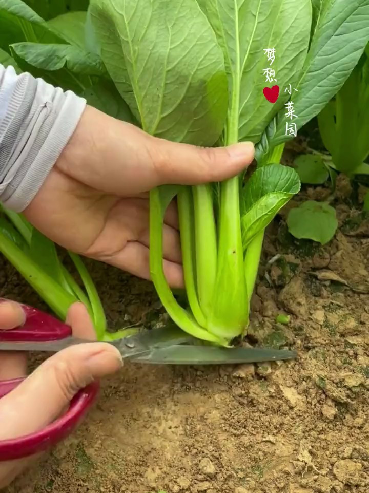 生长快又耐热的小菘菜,五月推荐您种一些