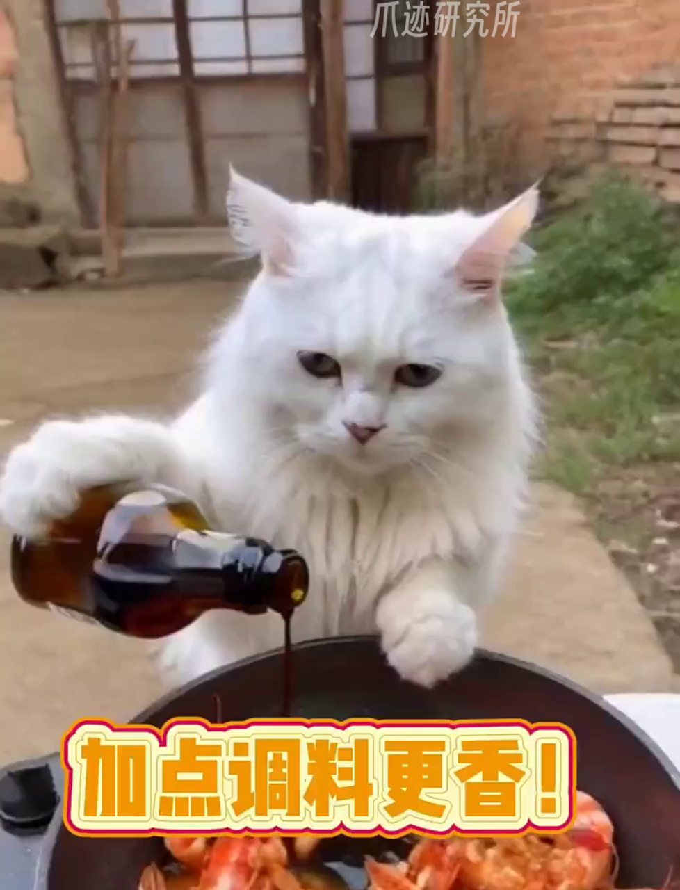 今天猫咪做的油焖大虾真香啊