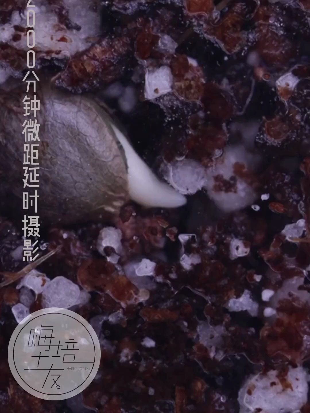 每45秒拍摄一张照片 连续拍摄2000分钟 延时摄影记录种子生根发芽