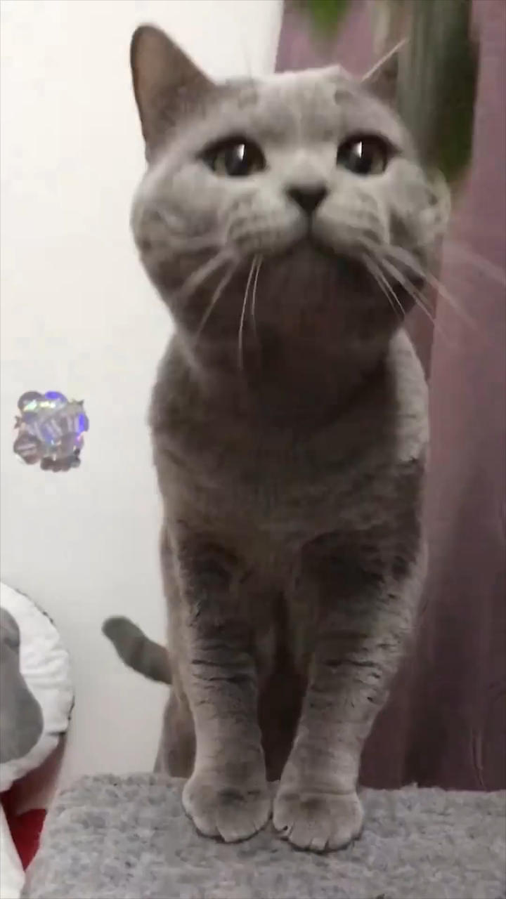 可爱萌宠,大力水手猫,吃菠菜就变身