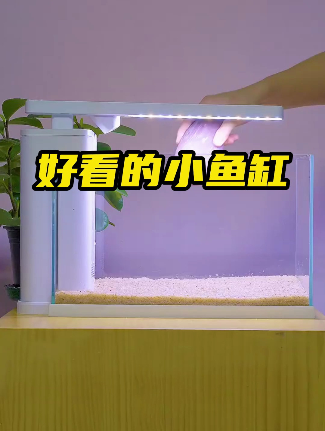 谁还没有个好看的小鱼缸?我来教你们如何布景!