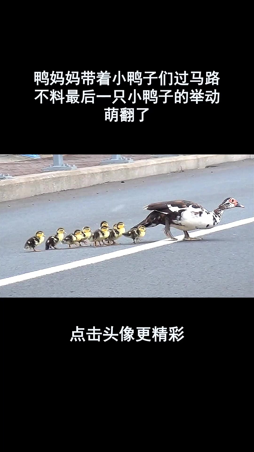 鸭妈妈带着小鸭子们过马路,不料最后一只小鸭子的举动,萌翻了