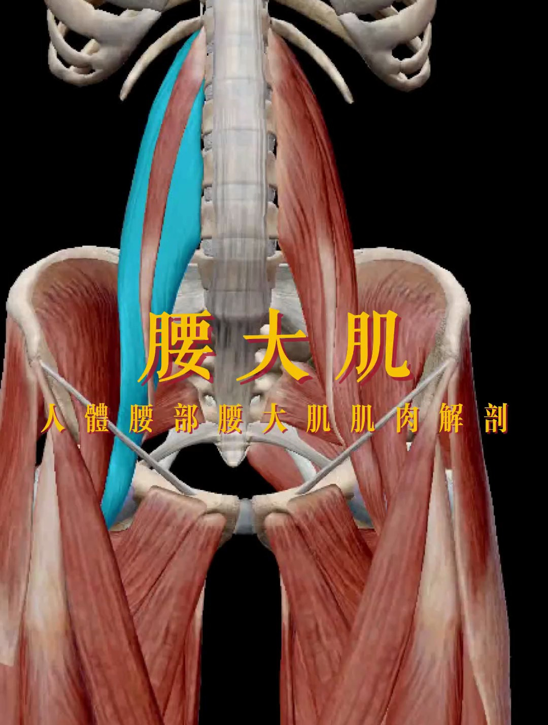 解读人体结构——腰大肌,脊柱侧弯需要注意了