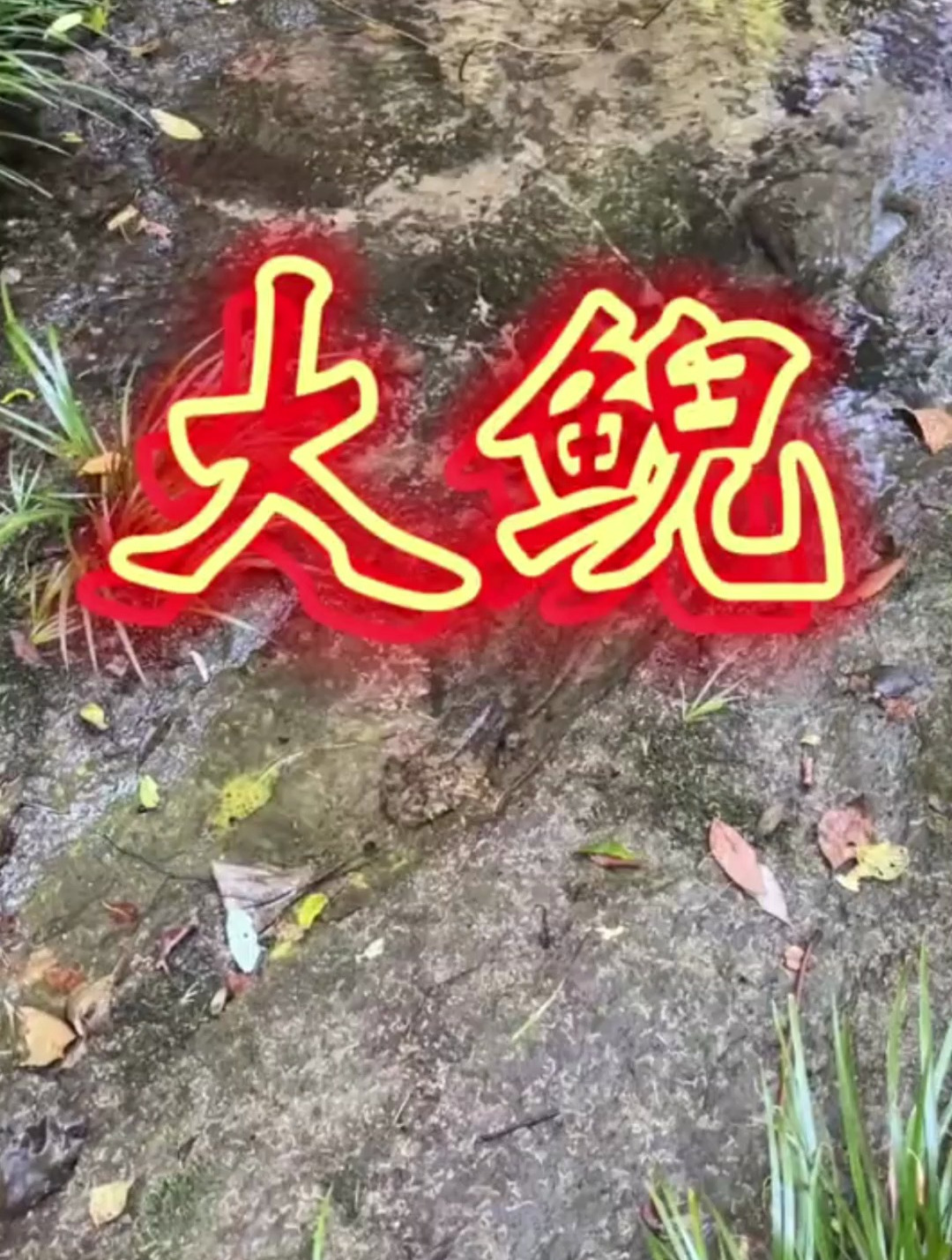 名字带鱼却不是鱼的动物。这些年进山以来第二次遇到