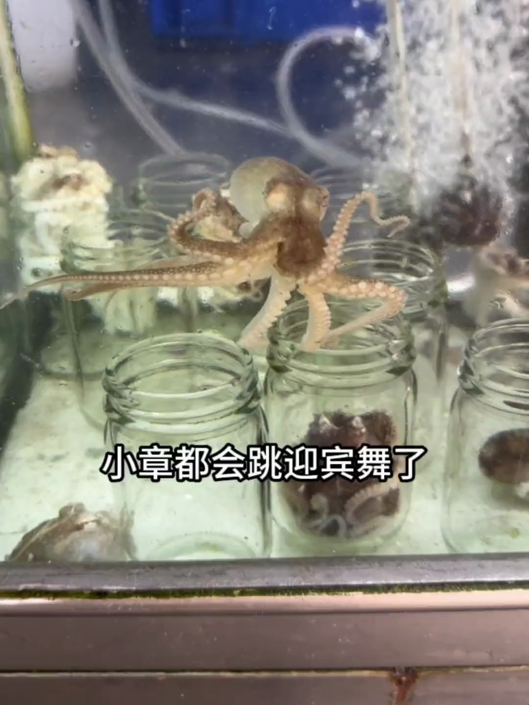 谁懂啊,章鱼居然在嘴里跳舞