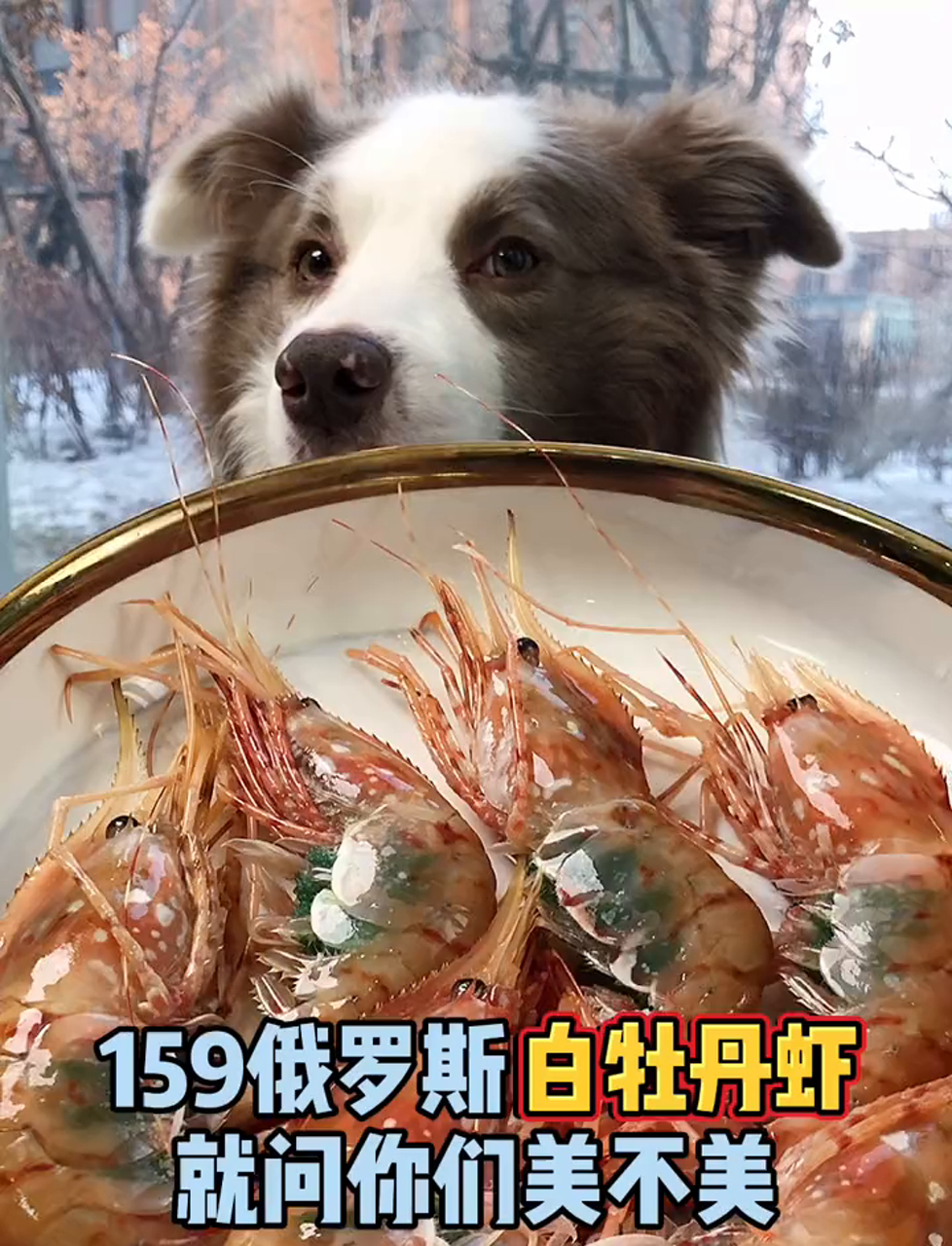 今天聊聊俄罗斯白牡丹虾,为啥煮前虾籽绿油油,煮熟就变黄了?