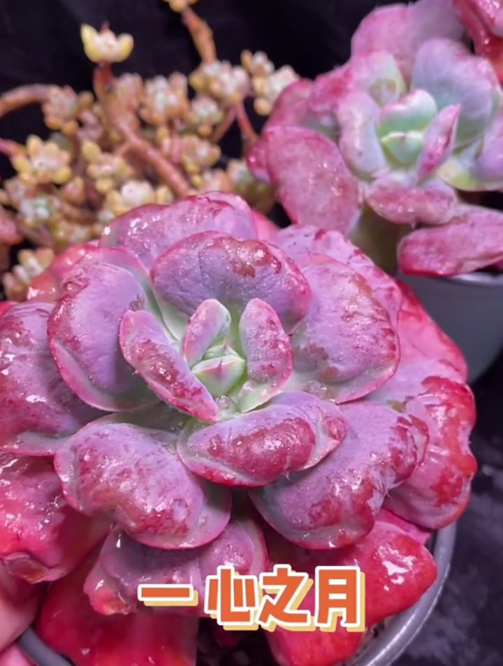 你知道心之月绿豆多肉吗?今天给大家介绍两个上色非常美的品种