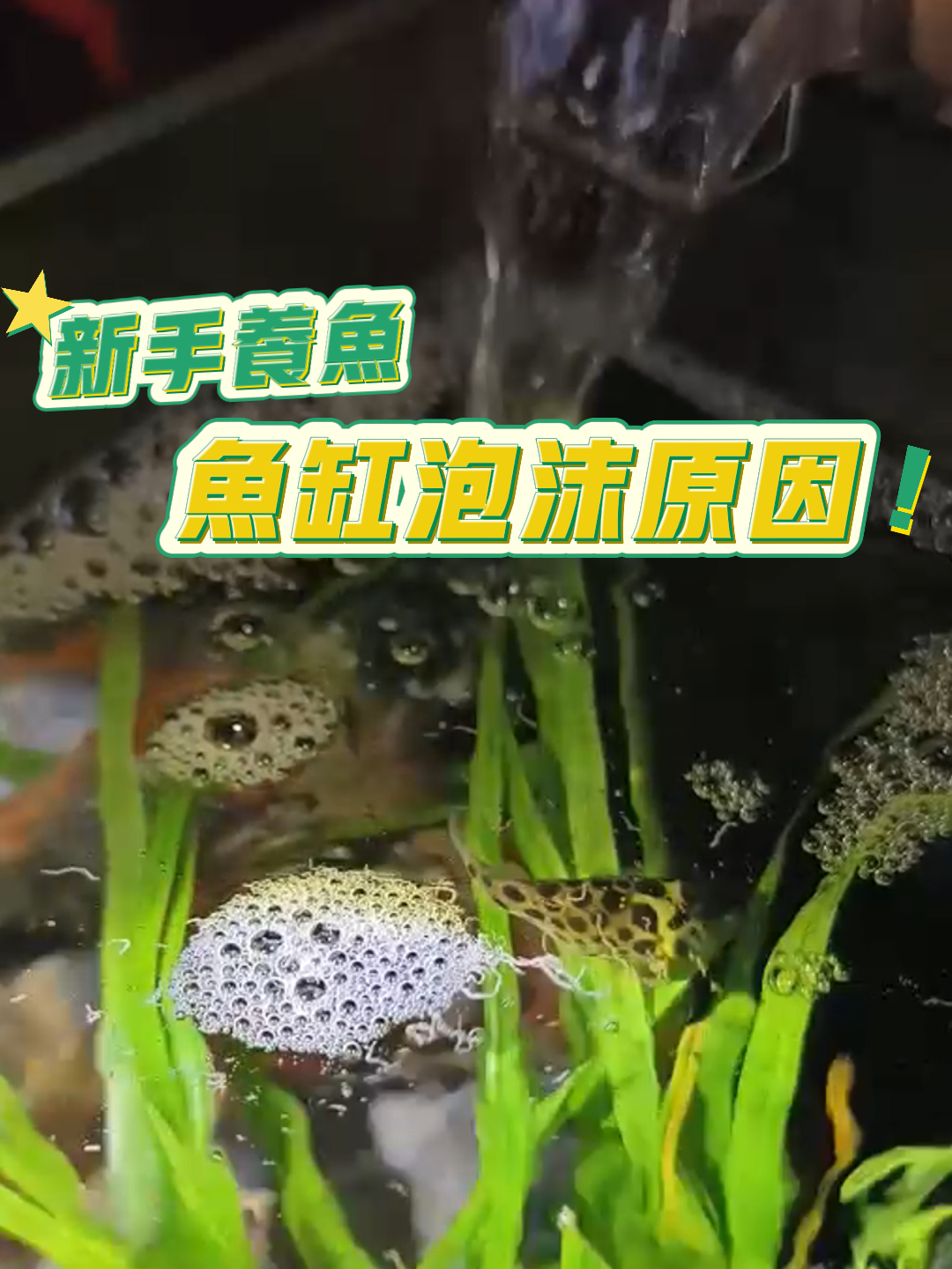 鱼缸泡沫终于找出原因了,你家里也是这样吗
