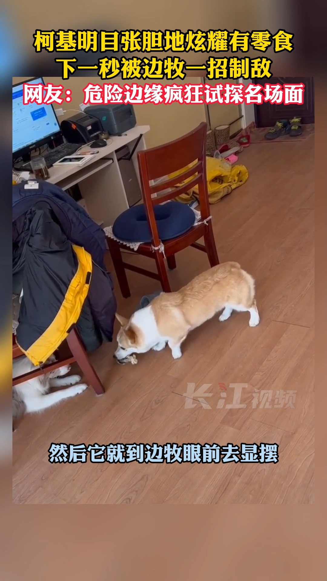 2月13日,长春。柯基明目张胆地炫耀有零食,下一秒被边牧一招制敌,网友:危险边缘疯狂试探名