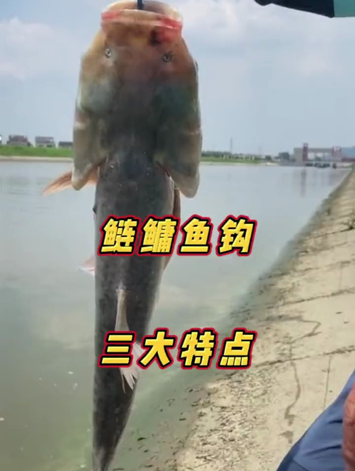 鲢鳙鱼钩“三大特点”,自己知道就行,不要告诉别人!