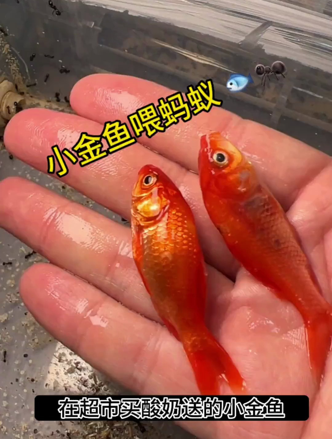 天天不一样今天吃小金鱼