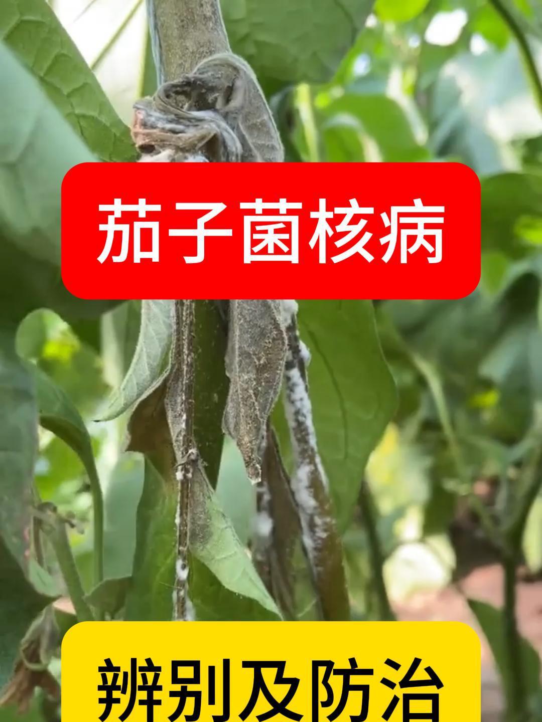 茄子菌核病如何辨别?菌核病的表现,菌核病用什么药