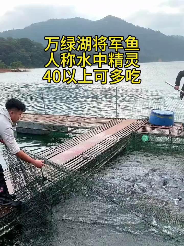 万绿湖将军鱼,水中精灵,40以上可多吃