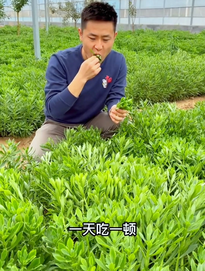 高钙养心菜营养价值很高,掌握这3个小技巧,种1次能吃好多年!