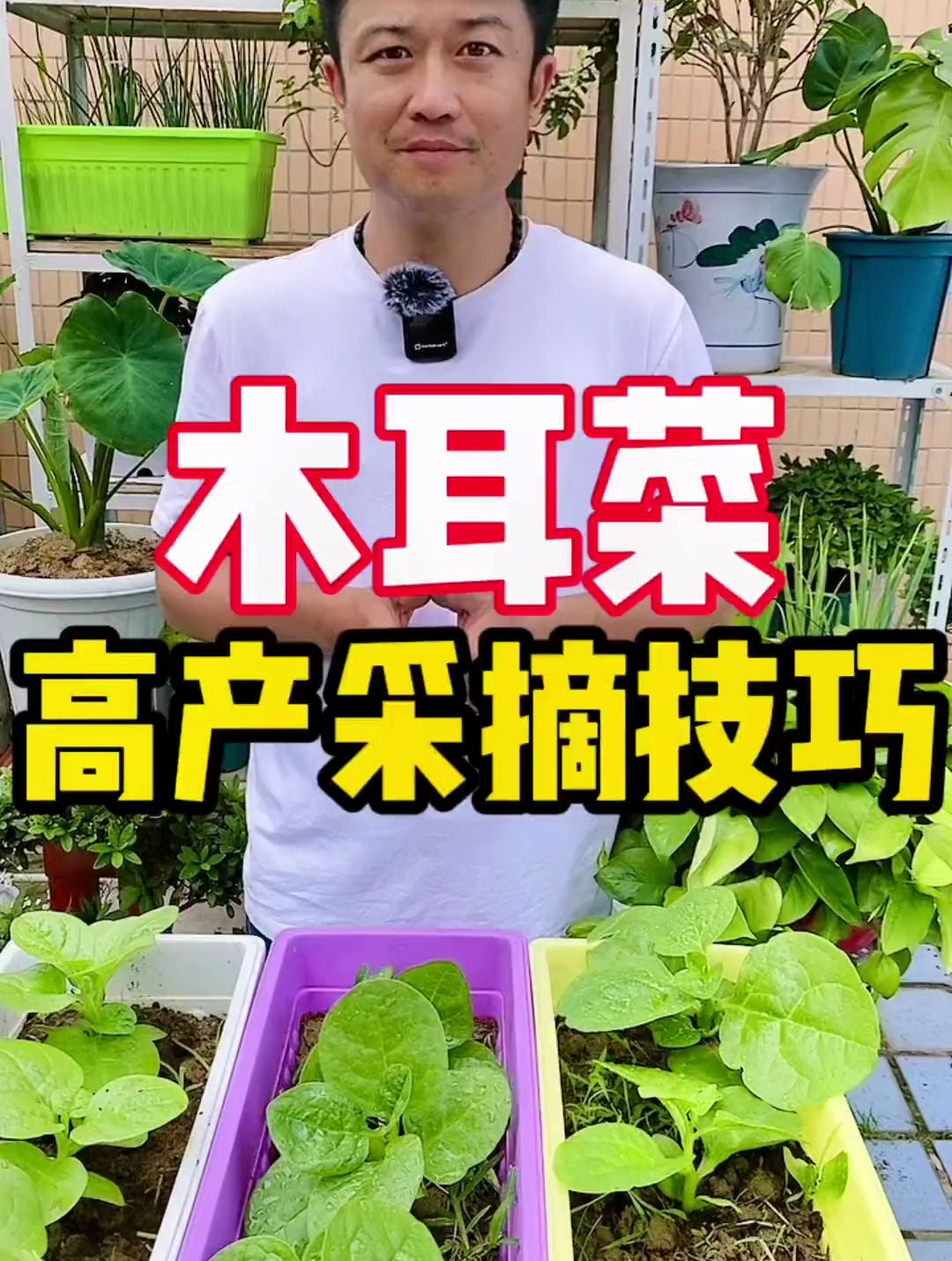 采摘木耳菜知道了这个小技巧,会越长越多越长越快