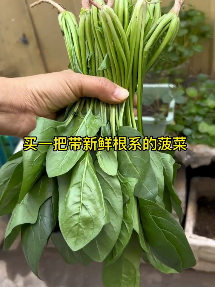 婆婆真会过日子,买回家的菠菜,这样处理,10天又能采摘一茬