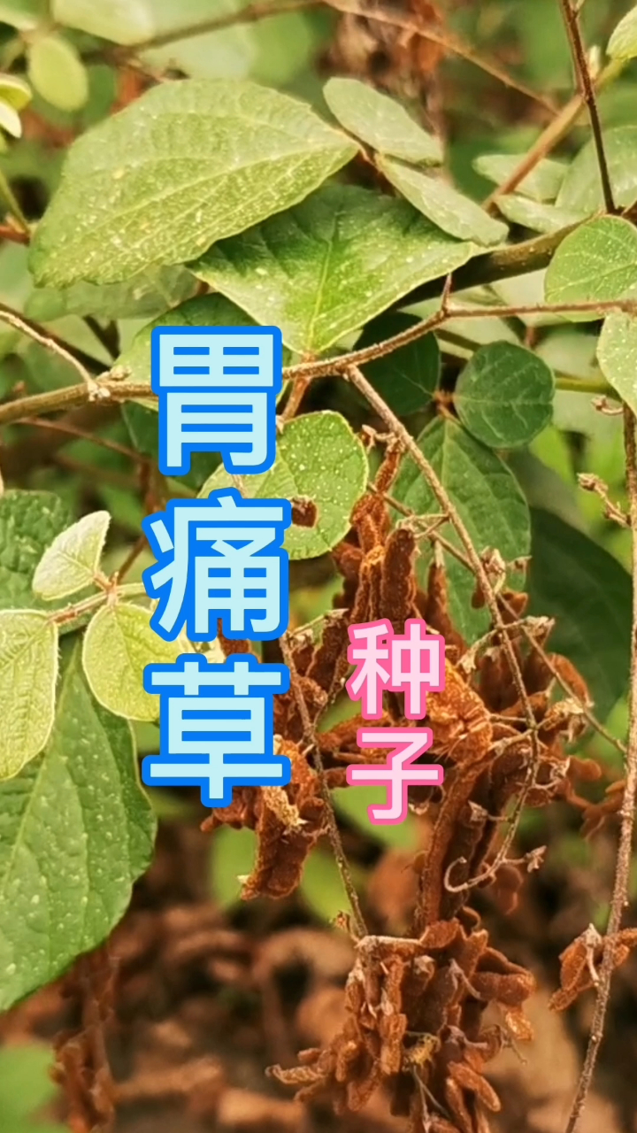 胃痛草不好分辨?看种子就明白是什么了!