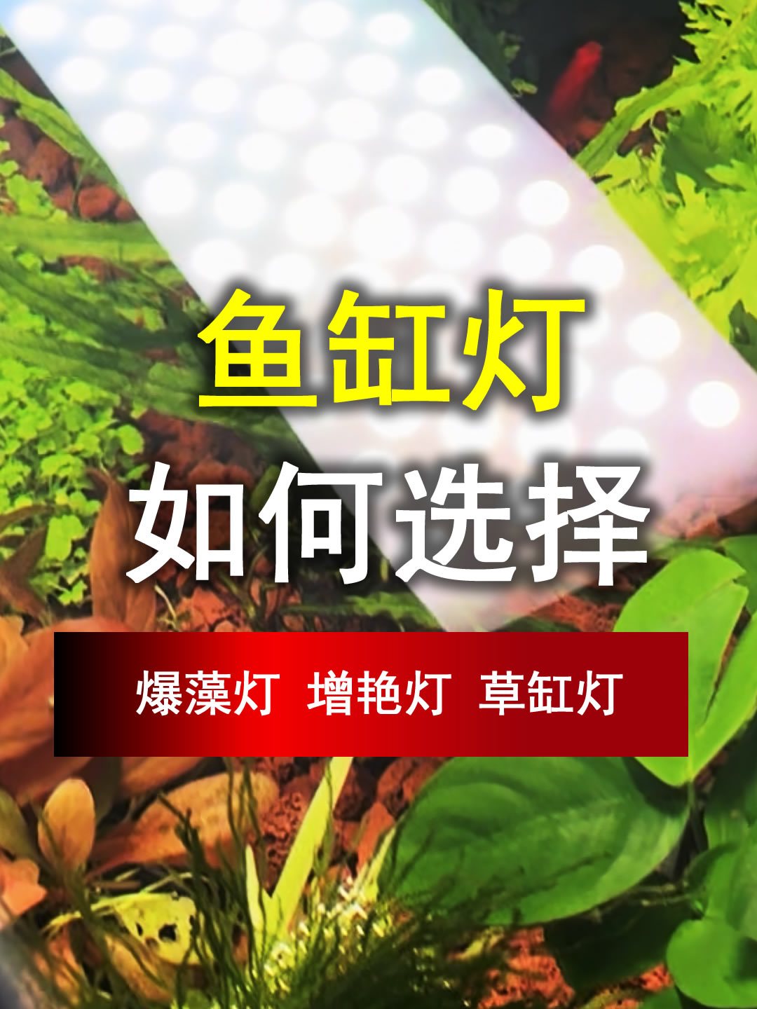如何选择鱼缸灯,爆藻灯/增艳灯/草缸灯哪种合适你