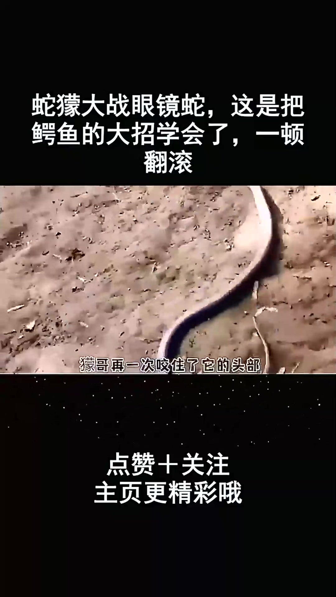 蛇獴大战眼镜蛇,这是把鳄鱼的大招学会了,一顿翻滚